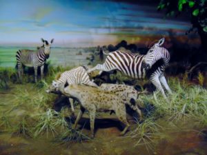 Hyenas Attacking Zebra Rolling Hill Zoo