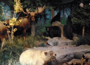 Forest Diorama at Rolling Hill Zoo