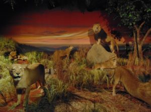 African Lion Diorama Rolling Hill Zoo