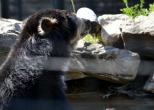 Andean Bear