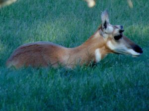 North American Pronghorn