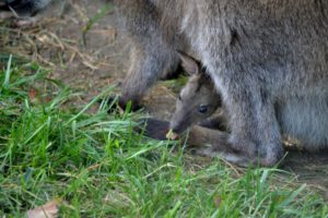 Bennet's Wallaby and Joey