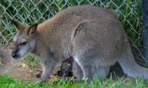 Bennet's Wallaby