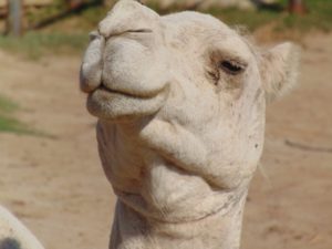 Dromedary Camel