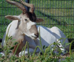 Scimitar horned Oryx Rolling Hill Zoo