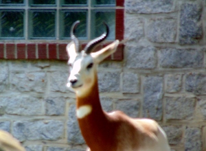 Addra Gazelle