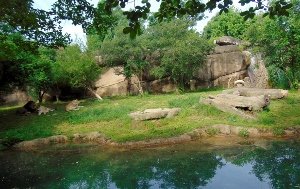 African Lion Habitat