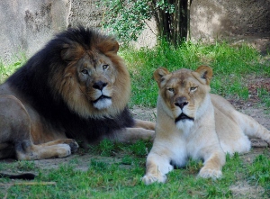 African Lions