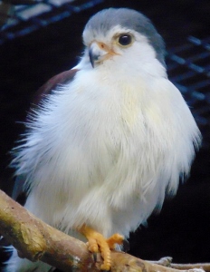 African Pygmy Falcon