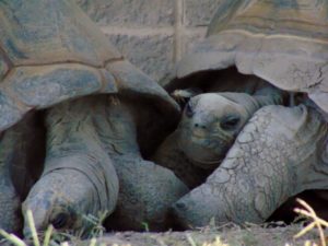 Aldabra Tortoise