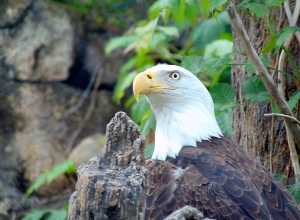 American Bald Eagle