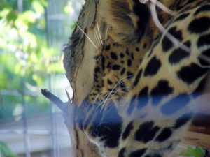 Amur Leopard