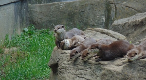 Asian Small-clawed Otter