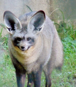 Bat-eared Fox