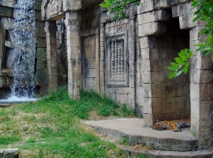 Bengal Tiger & Habitat