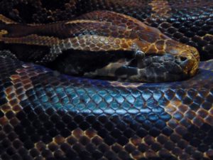 Burmese Python