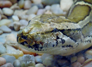 Burmese Python