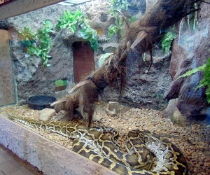 Burmese Python & Habitat