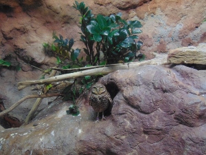 Burrowing Owl Habitat