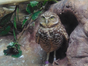 Burrowing Owl