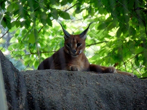 Caracal