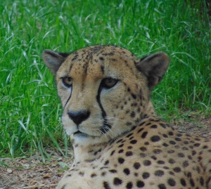 African Cheetah