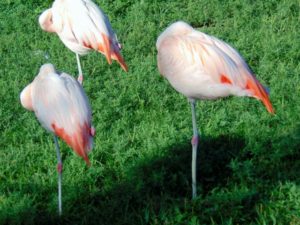 Chilean Flamingos