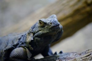 Common Chuckwalla