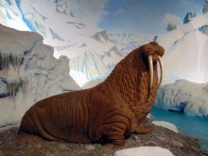 Walrus Land of Ice