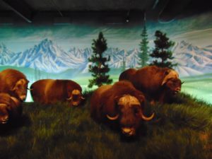 Herd of Muskox