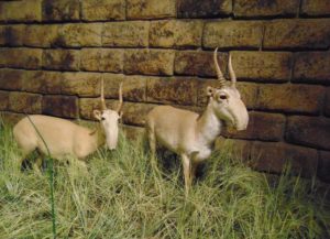 Saiga Antelope