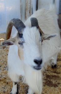 Domestic Goat