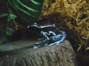 Dying Poison Dart Frog