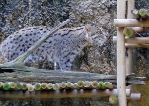 Fishing Cat