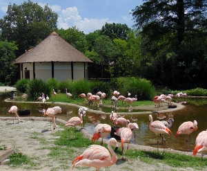 Flamingos & Habitat