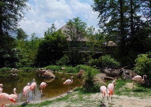 Flamingos