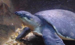 Fly River Turtle