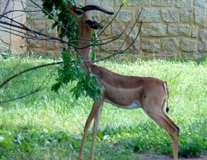 Gerenuk