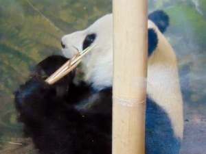 GIant Panda