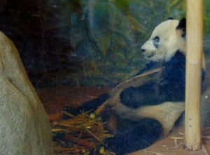 Giant Panda