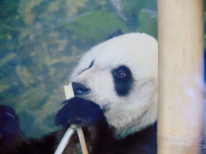 Giant Panda