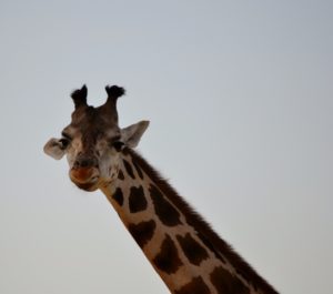 Maasi Giraffe