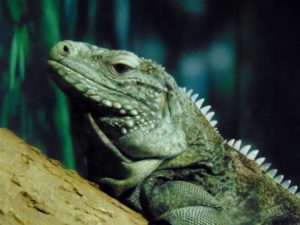 Grand Caymen Iguana