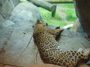 Jaguar