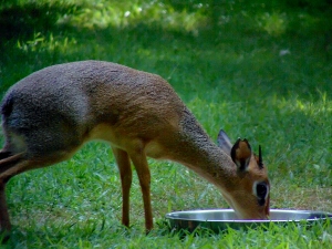 Kirk's Dik-dik