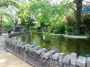 Koi Pond