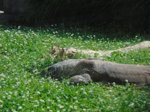 Komodo Dragon & Habitat