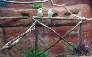 Laughing Kookaburra & Habitat