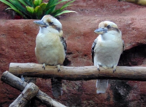 Laughing Kookaburra