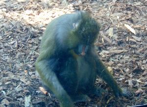 Mandrill